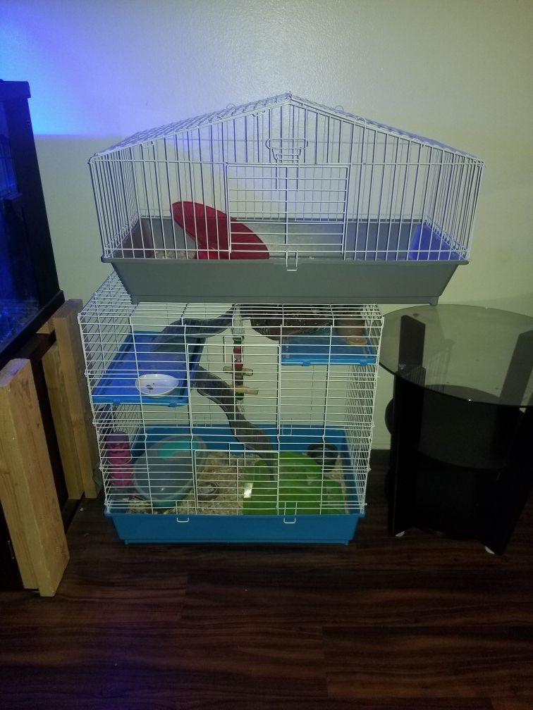 Pet chinchilla, cage...