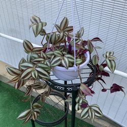 Tradescantia Zebrina