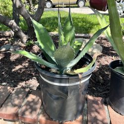 Blue Agave
