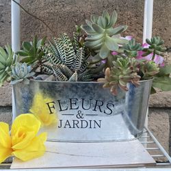 Succulents Plant Arrangement.