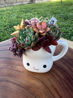 Mother’s Day Succulent arrangement
