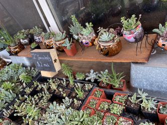 Variedad de succulents y más plantas para adornar tu jardín