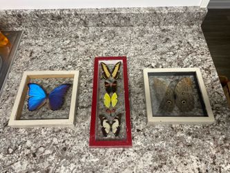 Encased butterflies. Set of 3.