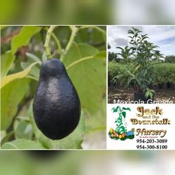 Mexicola Avocado Grafted Trees 3gal 