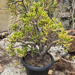 Gollum Jade Bonsai ā Large Healthy Succulent (Easy Care)