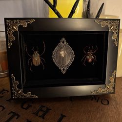 Framed Insects 