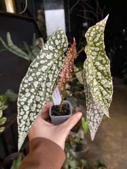 ✨Begonia White Ice | Pink Flower ✨