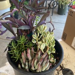 Succulents Plants