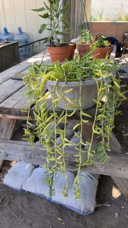 String of bananas