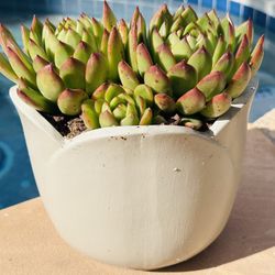 Korean Succulents With Ceramic Pot 