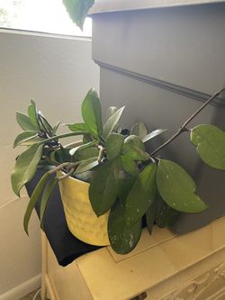 Hoya Plant 6 Inch Pot