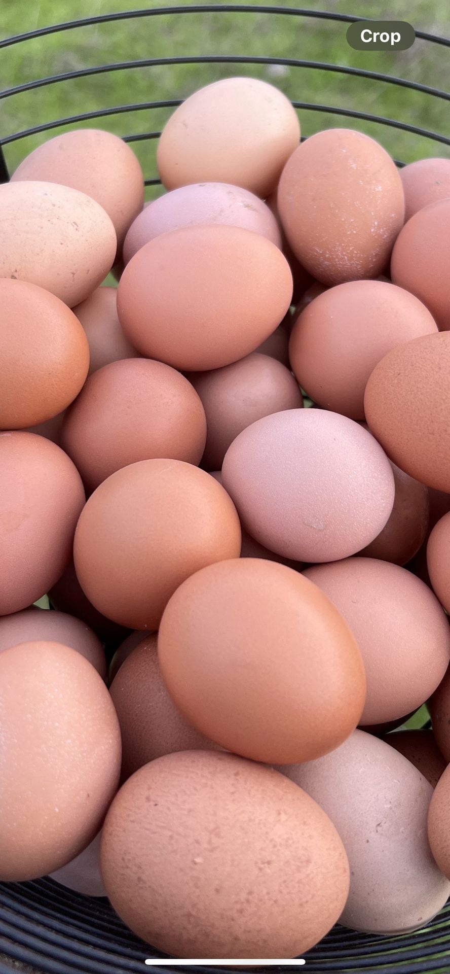 Farm Fresh Chicken Eggs