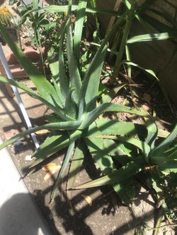Alovera for sale
