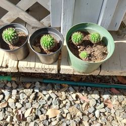 Cacti plants