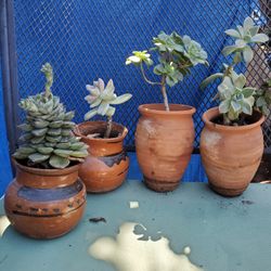 Terra Cotta Planter/ Succulent 
