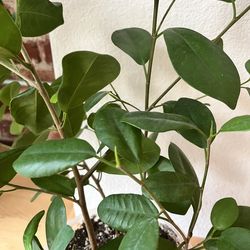 Beee-utiful weeping fig