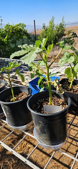 Clemson Spinless Okra Plant