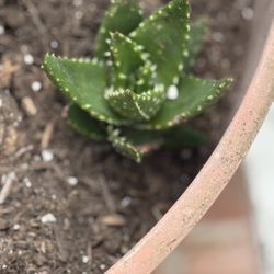 Three Tiger Tooth Aloe Plants