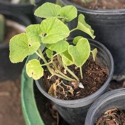 Free Melon/Sweet Potato Plant