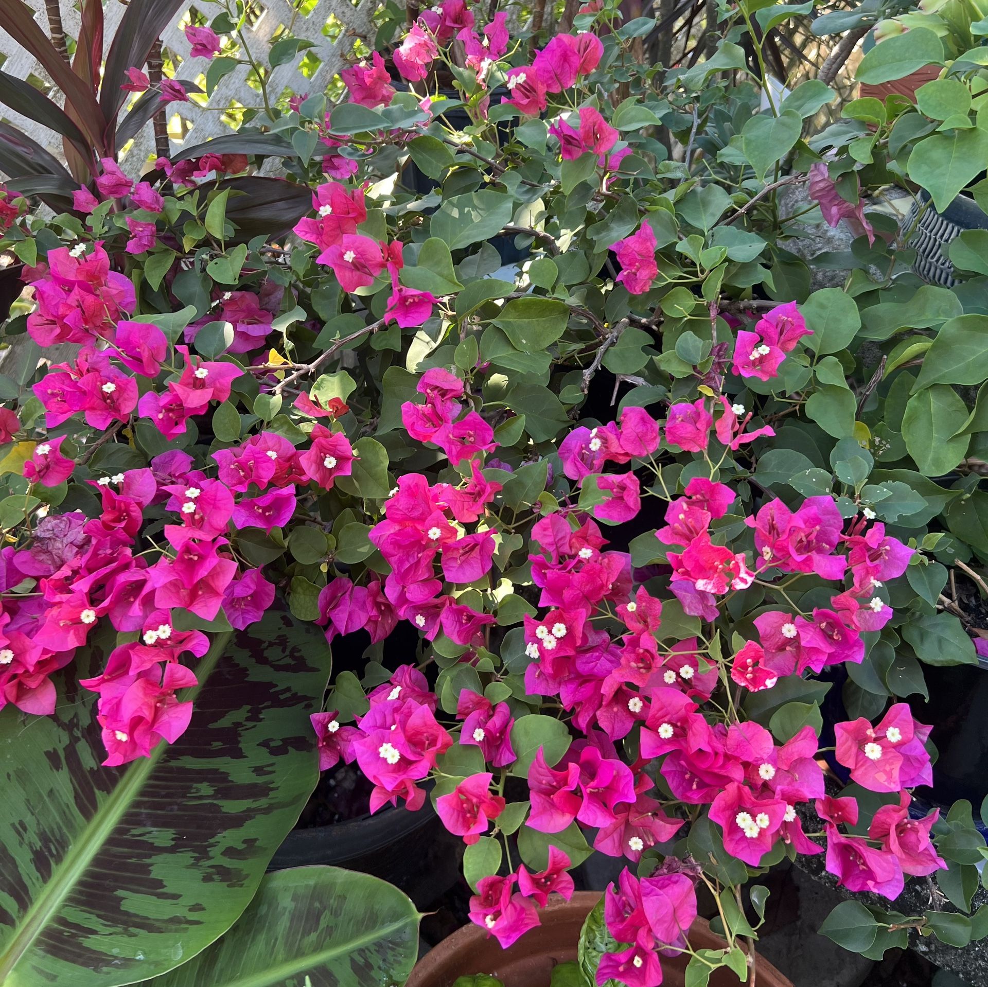 BLOOMING BOUGAINVILLEA PLANT IN PLASTIC POT FOR SALE 