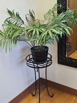 Plant