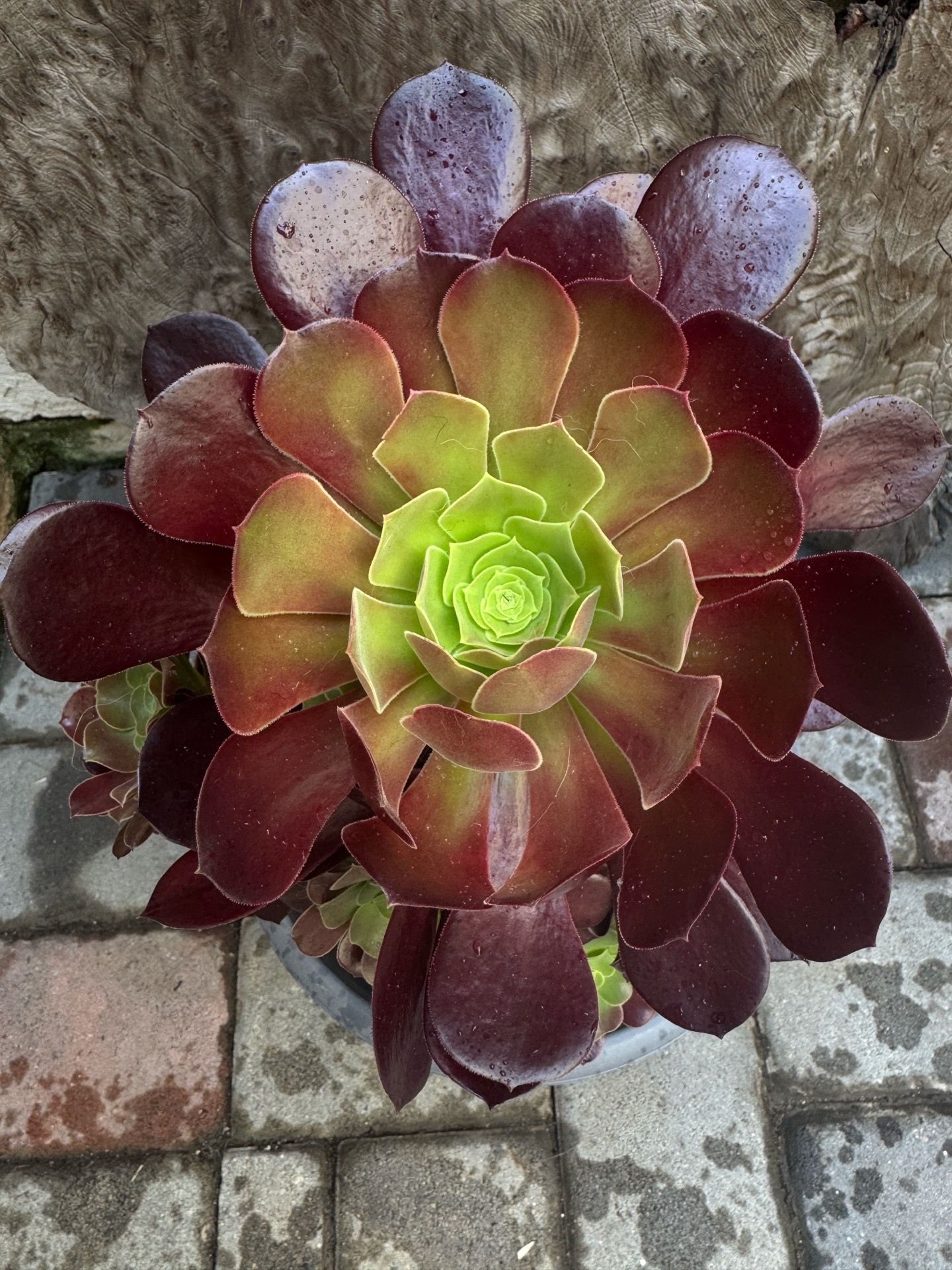 Succulent plant