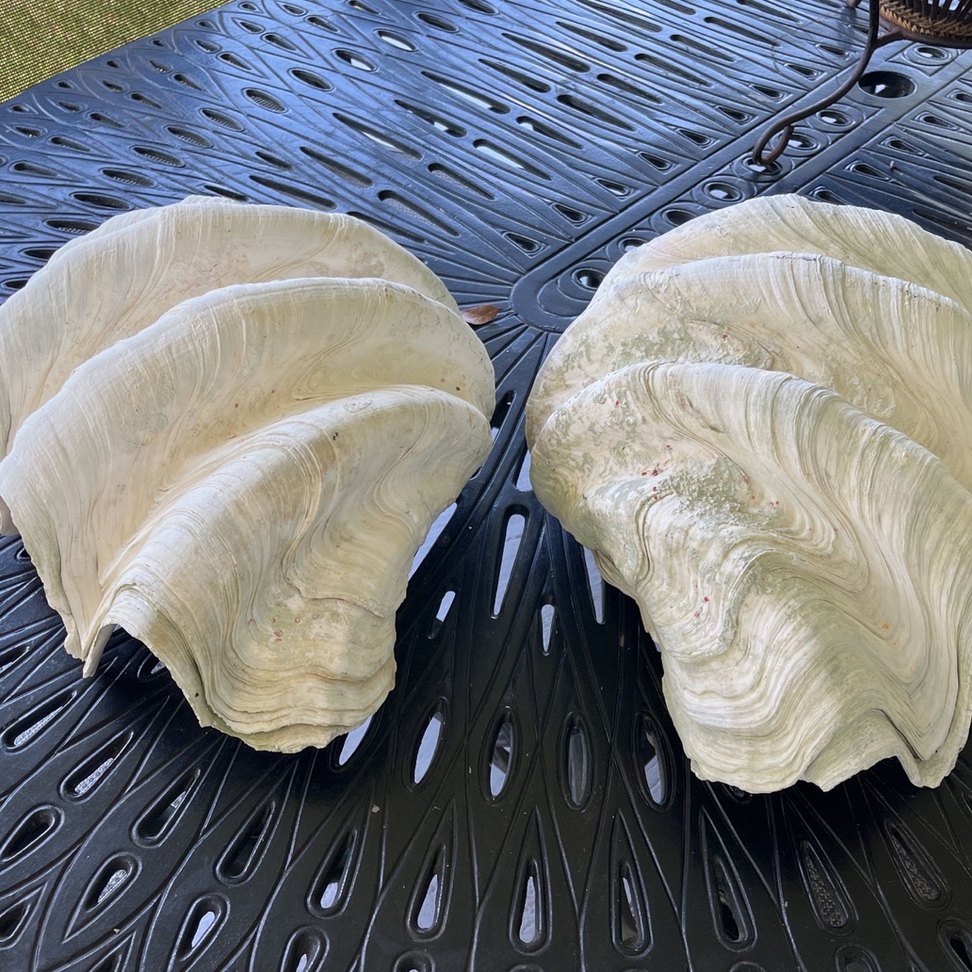 Giant Clam Shell