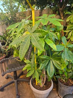 Plant money tree 🌳