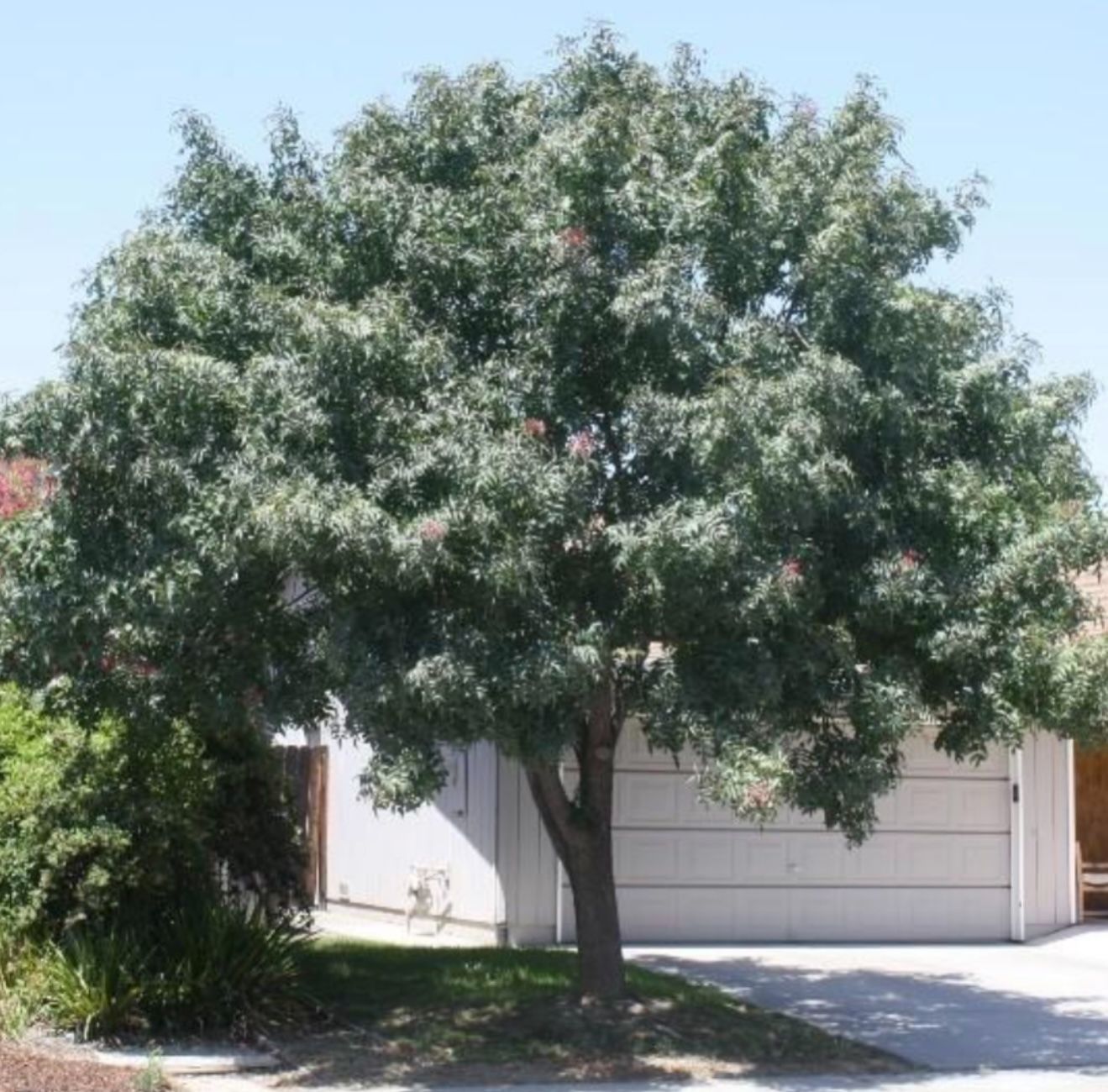 Red Pistachio Trees In 15 Gallon 8F From the ground up $110 Each Price Firm I have one In 24 Gallon