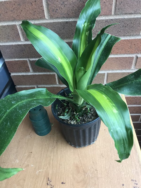 Corn indoor plants for Sale in Chicago, IL OfferUp