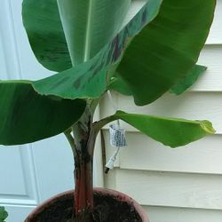DWARF BLOODY BANANA PLANTS BABY