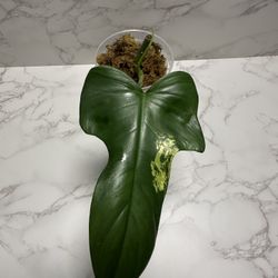 Variegated Philodendron Bipenafolum