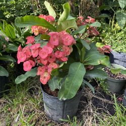 Pink Crown Of Thorn Plant