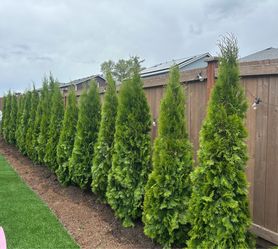 EMERALD GREEN ARBORVITAE FOR SALE IN THE SEATTLE WA AREA