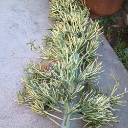 Succulent Fire Stick/Pencil All For $80.00  3 7 Feet Tall And 6 Smaller 