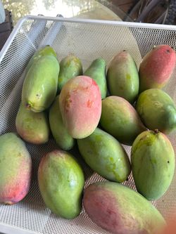 MANGOS Organic  $2.50 each