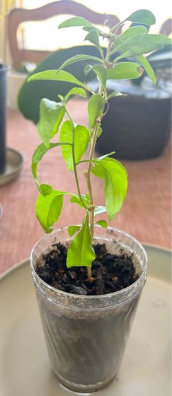 Goji Berries