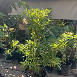 Alano Sapodila/ Chico Sapodila 