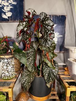 Stunning Begonia