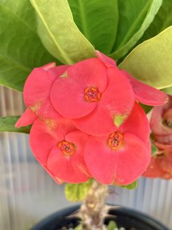 Crown of thorns 🌺🌺