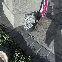 Dusty Silver Landscaping Plant