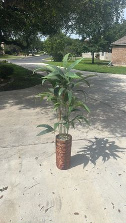 Small/medium sized decorative plant