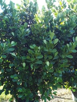 PRICE REDUCED! HUGE CLUSIA PLANT IN 25 GALLONS FOR ONLY $95 OPEN TODAY