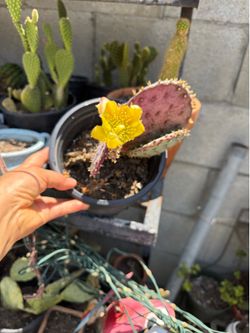 Blooming now cactus