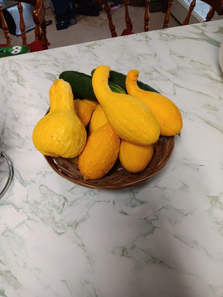 Fresh Picked Squash And Cucumber Pea Ridge Arkansas
