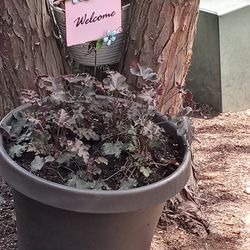 Big Pot And  Flowers