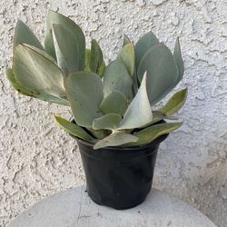 6 Inch Pot Succulent Plant - Silver Pig’s Ear Cotyledon Orbiculata - White Lady - Rooted & Established - Beautiful Color 🪴- Drought Resistant 