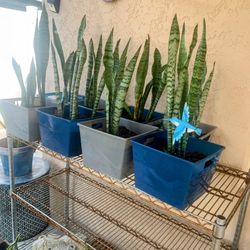 Healthy Snake Plants In Pots
