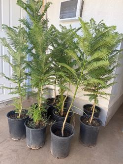 Jacaranda Trees 4F The Tall $50 Each Price Firm