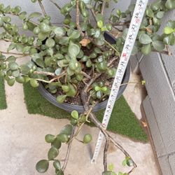 Large Elephant Food planter